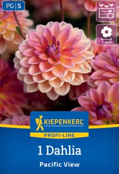 Kiepenkerl Profi-Line Frühjahrsblumenzwiebel Dekorative Dahlie Pacific View 1 Stück