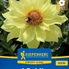 Kiepenkerl Profi-Line Frühjahrsblumenzwiebel Einfachblühende Dahlie Tournesol 1 Stück