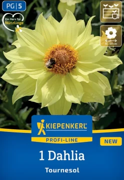 Kiepenkerl Profi-Line Frühjahrsblumenzwiebel Einfachblühende Dahlie Tournesol 1 Stück