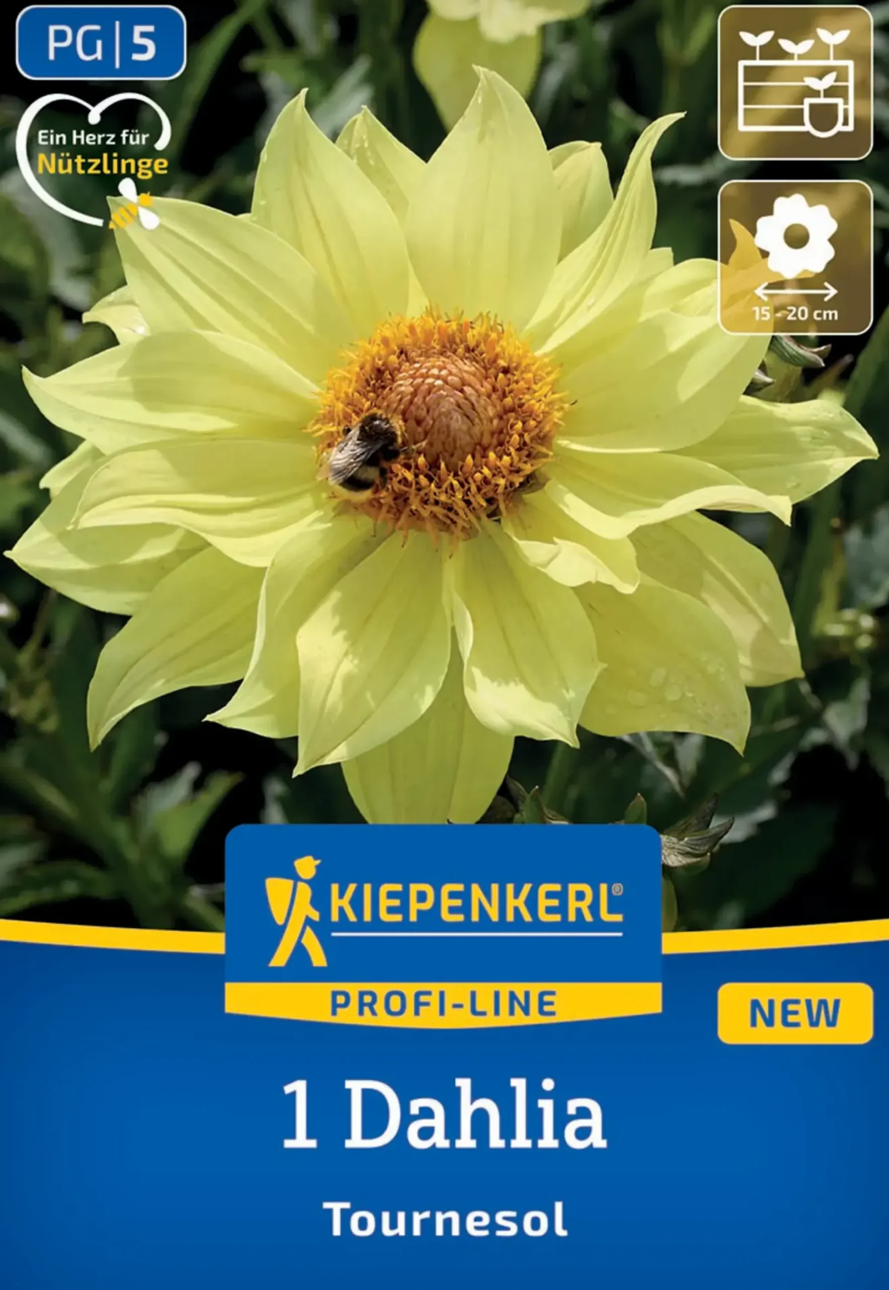 Kiepenkerl Profi-Line Frühjahrsblumenzwiebel Einfachblühende Dahlie Tournesol 1 Stück