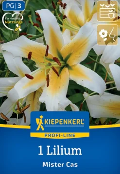 Kiepenkerl Profi-Line Frühjahrsblumenzwiebel Baum-Lilie Mister Cas 1 Stück