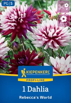 Kiepenkerl Profi-Line Frühjahrsblumenzwiebel Dekorative Dahlie Rebecca's World 1 Stück