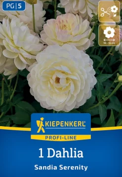 Kiepenkerl Profi-Line Frühjahrsblumenzwiebel Dekorative Dahlie Sandia Serenity 1 Stück