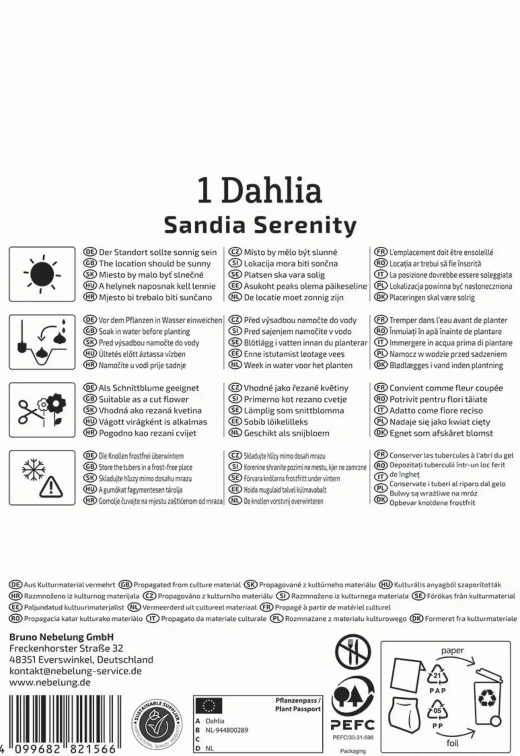 Kiepenkerl Profi-Line Frühjahrsblumenzwiebel Dekorative Dahlie Sandia Serenity 1 Stück