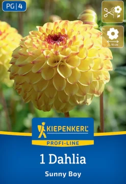 Kiepenkerl Profi-Line Frühjahrsblumenzwiebel Ball-Dahlie Sunny Boy 1 Stück