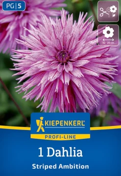 Kiepenkerl Profi-Line Frühjahrsblumenzwiebel Splitt-Dahlie Striped Ambition 1 Stück