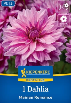 Kiepenkerl Profi-Line Frühjahrsblumenzwiebel Dekorative Dahlie Mainau Romance 1 Stück