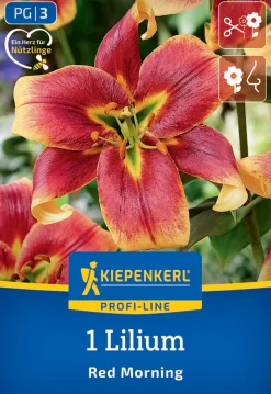 Kiepenkerl Profi-Line Frühjahrsblumenzwiebel Baum-Lilie Red Morning 1 Stück