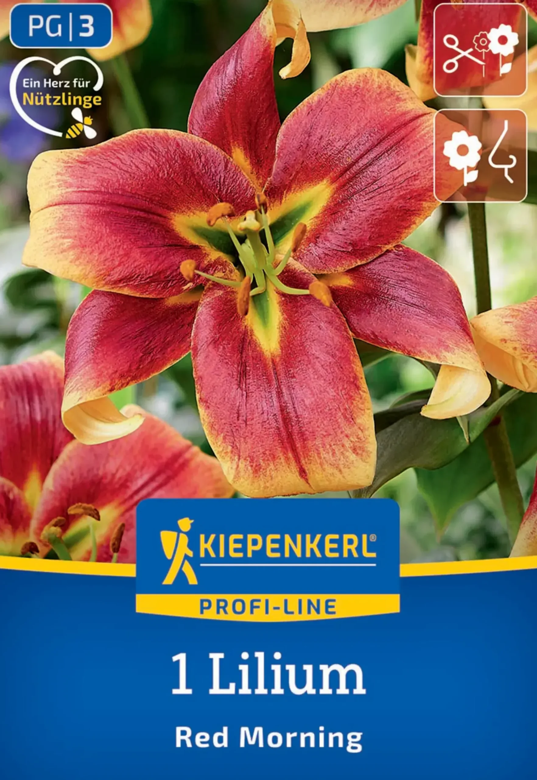 Kiepenkerl Profi-Line Frühjahrsblumenzwiebel Baum-Lilie Red Morning 1 Stück