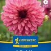 Kiepenkerl Profi-Line Frühjahrsblumenzwiebel Dekorative Dahlie Bacardi 1 Stück