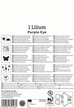 Kiepenkerl Profi-Line Frühjahrsblumenzwiebel Asiatische Lilie Purple Eye 1 Stück