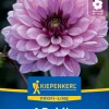 Kiepenkerl Profi-Line Frühjahrsblumenzwiebel Dekorative Dahlie Jubila 1 Stück