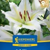 Kiepenkerl Profi-Line Frühjahrsblumenzwiebel Oriental-Lilie Baferrari 1 Stück
