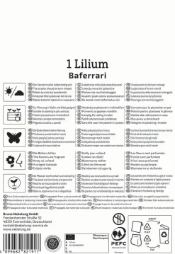 Kiepenkerl Profi-Line Frühjahrsblumenzwiebel Oriental-Lilie Baferrari 1 Stück