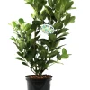 Kirschlorbeer 'Etna' 5 l Container, 45 - 50 cm