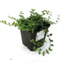 Kleinblättrige Teppichspindel 'Minimus' 0,5 l Container, Bodendecker