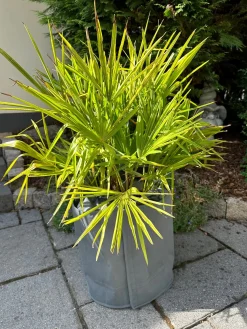 Kältetopfschutz Ø 40 cm x H. 40 cm grau