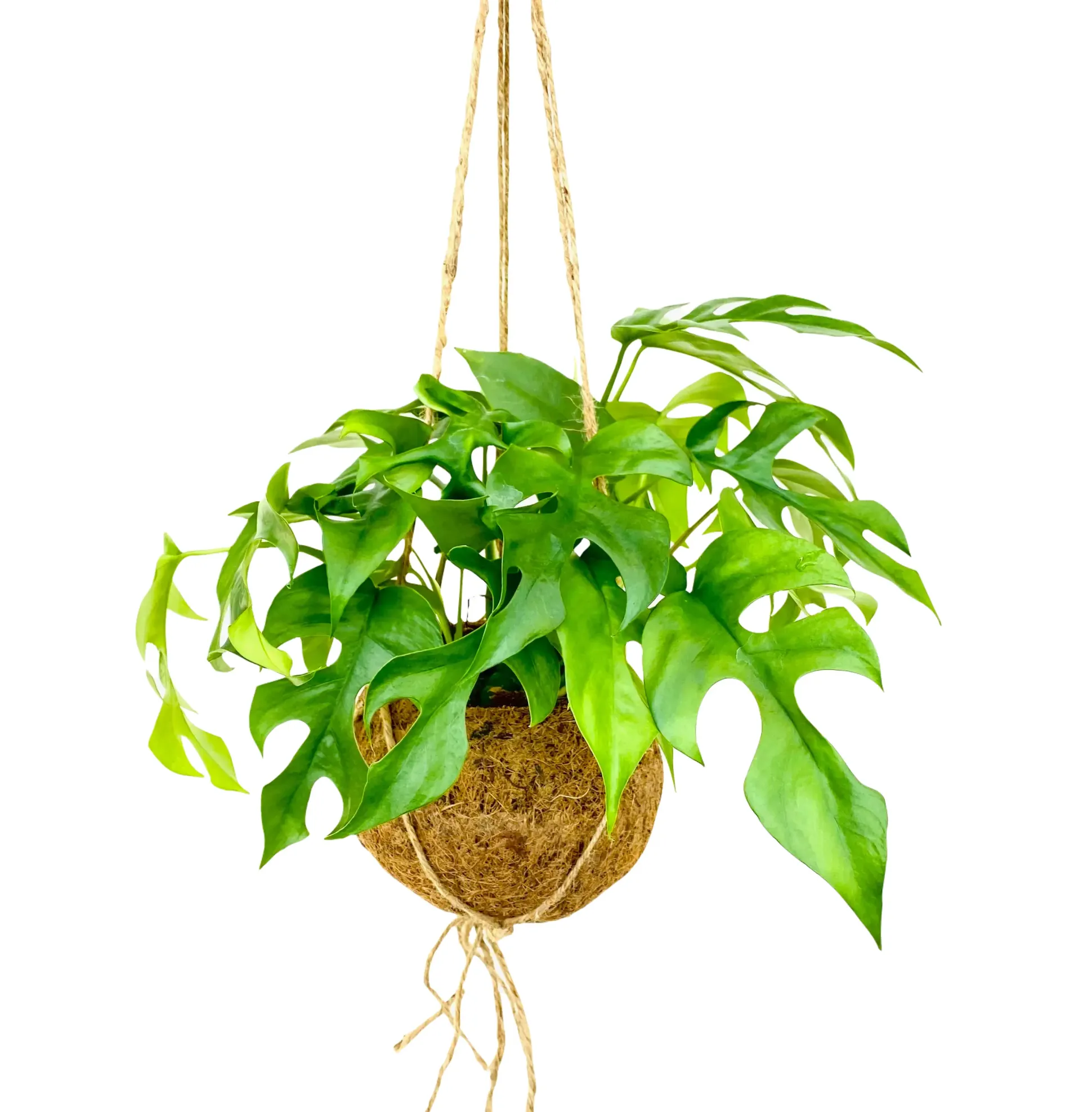 Kokodama Ampel Fensterblatt Monstera Minima H ca. 30 cm 17 cm Topf
