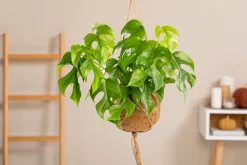 Kokodama Ampel Fensterblatt Monstera Minima H ca. 30 cm 17 cm Topf