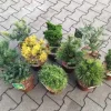 Koniferen Veredlungen 15-20 cm 2 L Container