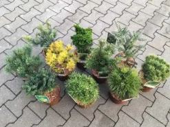 Koniferen Veredlungen 15-20 cm 2 L Container
