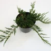 Kriechwacholder Glauca 20-30 cm 2 L Container