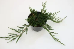Kriechwacholder Glauca 20-30 cm 2 L Container