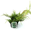 Kriechwacholder Media Old Gold 20-30 cm 2 L Container