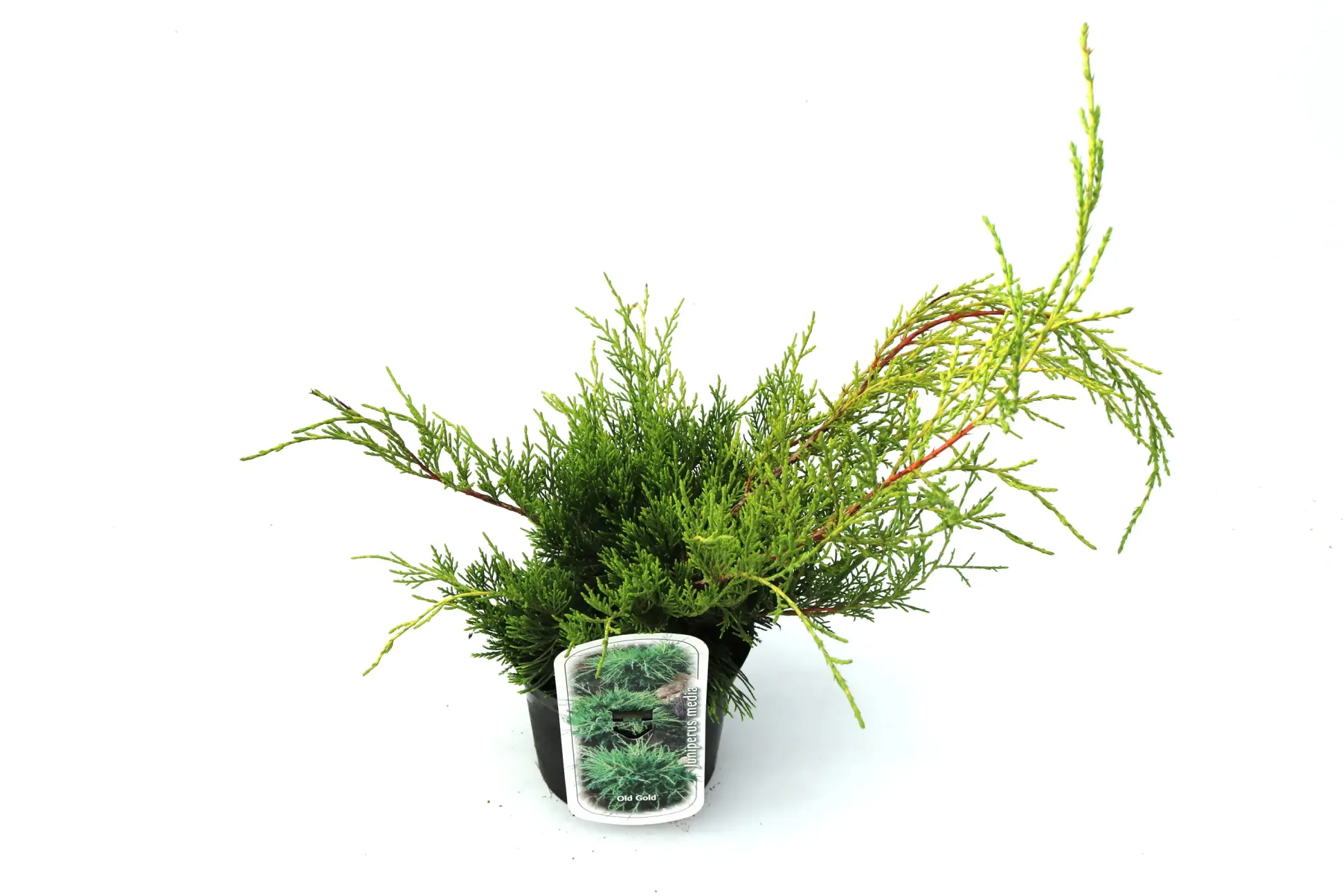Kriechwacholder Media Old Gold 20-30 cm 2 L Container