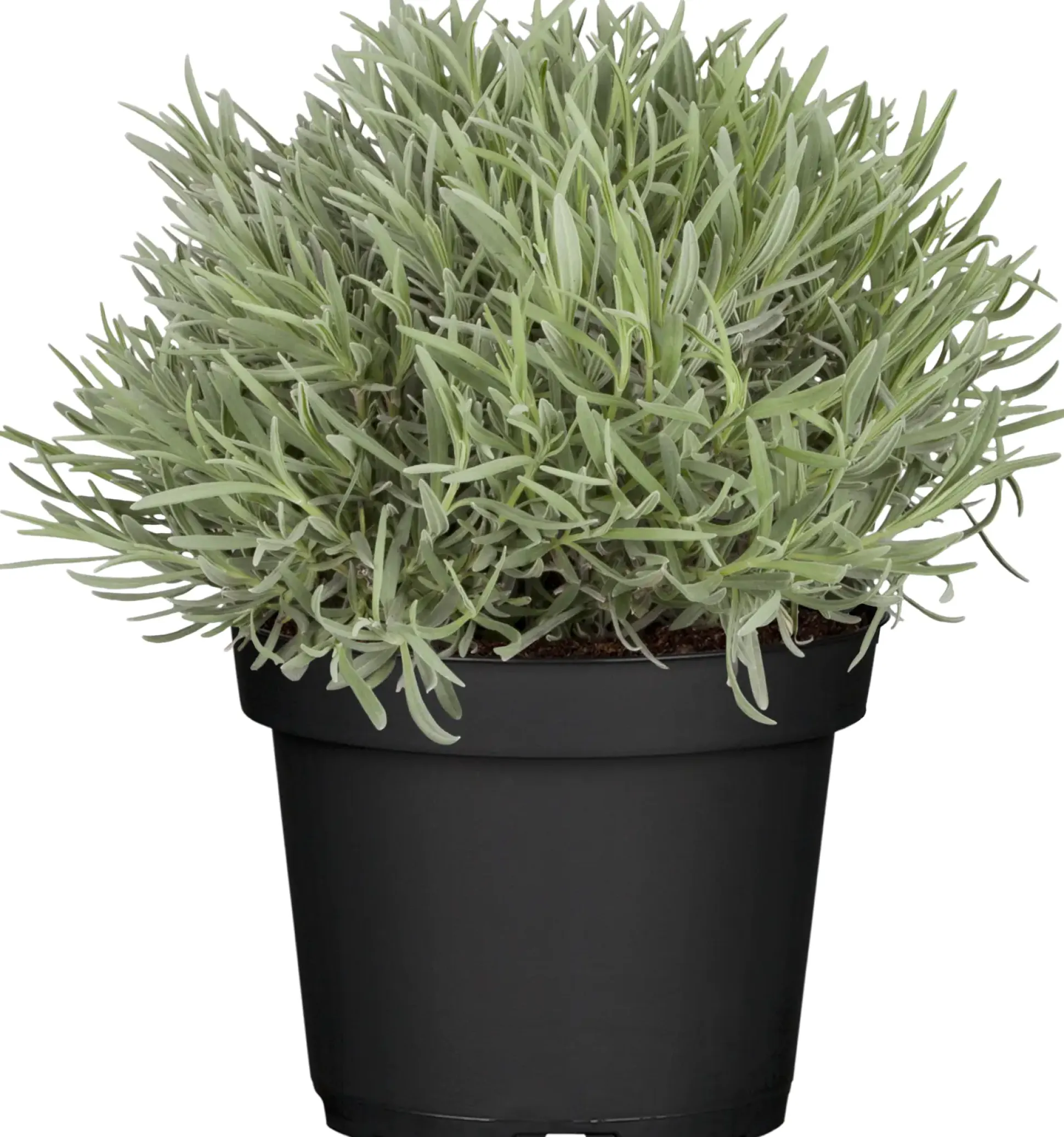 Lavendel Busch Lavandula H 25 cm 14 cm Topf