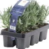 Lavendel Lavandula angustifolia H 20 cm 6er Pack