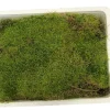 Lebendes Plattmoos für Dekorationen, Kränze und Terrarien