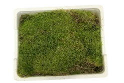 Lebendes Plattmoos für Dekorationen, Kränze und Terrarien