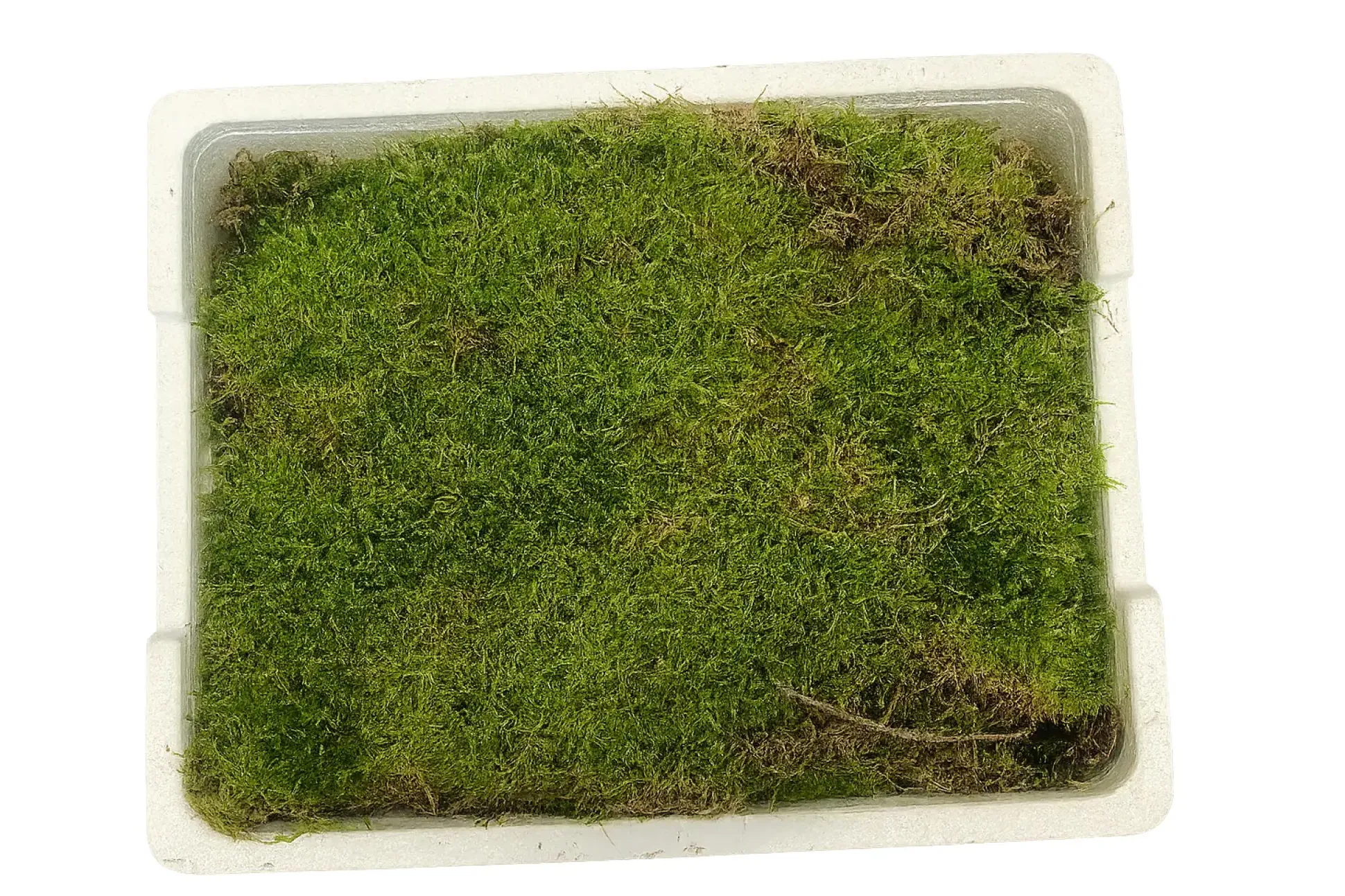 Lebendes Plattmoos für Dekorationen, Kränze und Terrarien
