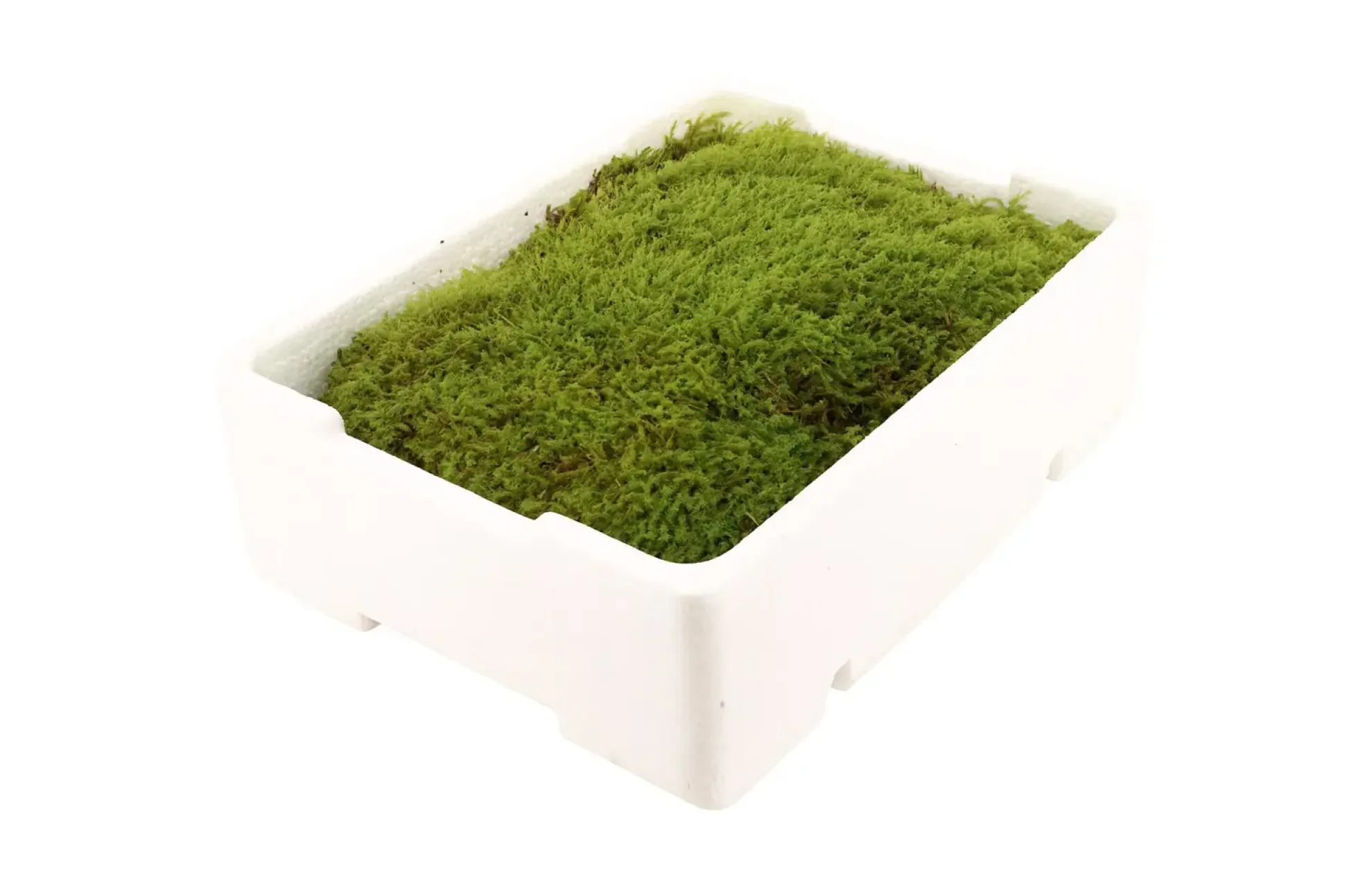 Lebendes Plattmoos für Dekorationen, Kränze und Terrarien