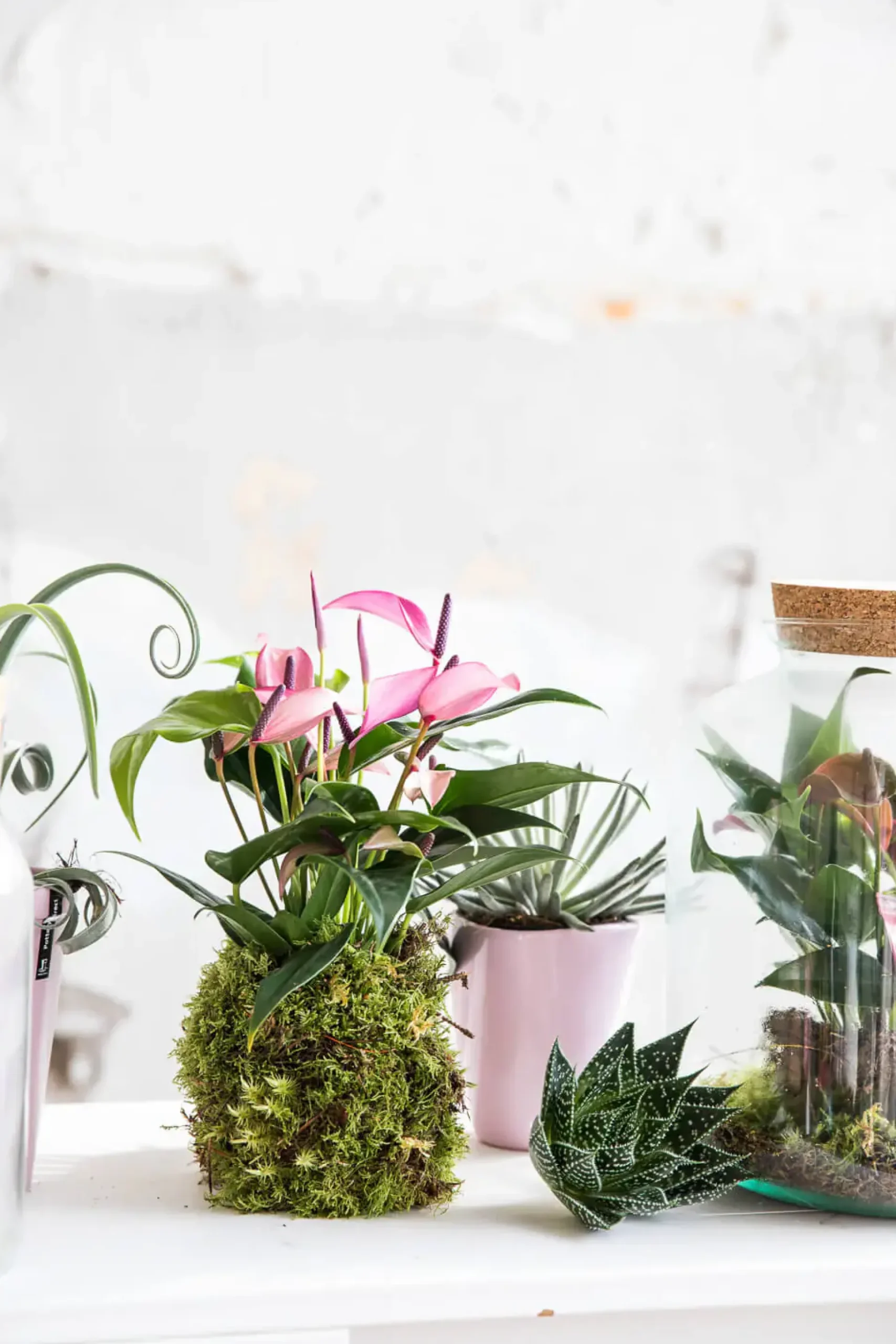 Lebendes Plattmoos für Dekorationen, Kränze und Terrarien