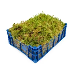 Lebendes Sphagnum-Moos für Orchideen, Karnivoren und Terraristik