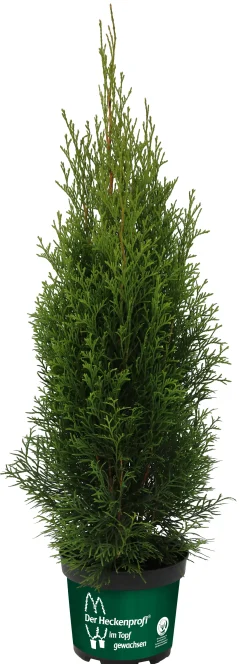 Lebensbaum Smaragd 60-80 cm 5 l Container