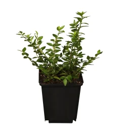 Maigrün 0,5 l Container