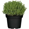 Mediterrane Gewürzkräuter Feldthymian Thymus Vulgaris H 25 cm 14 cm Topf