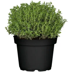 Mediterrane Gewürzkräuter Feldthymian Thymus Vulgaris H 25 cm 14 cm Topf
