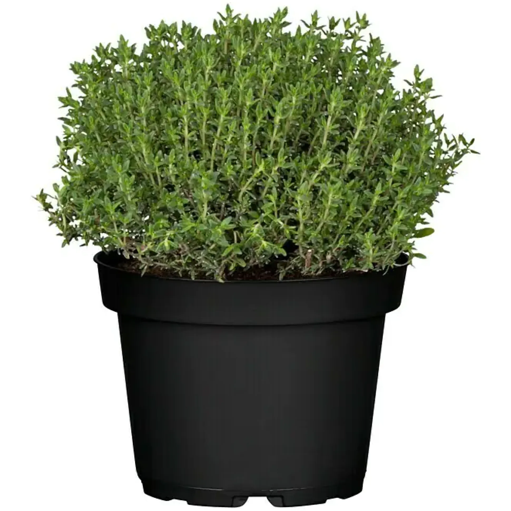 Mediterrane Gewürzkräuter Feldthymian Thymus Vulgaris H 25 cm 14 cm Topf