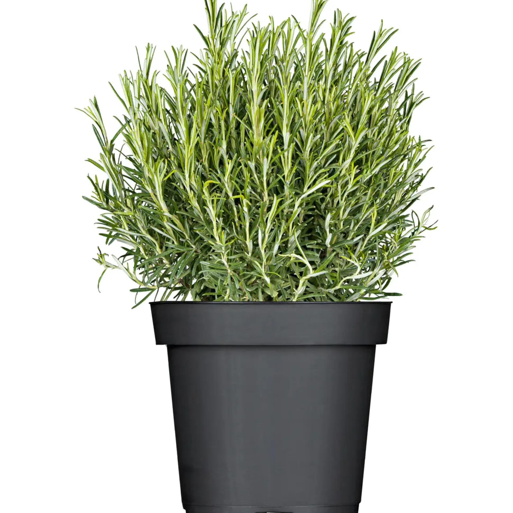 Mediterrane Gewürzkräuter Rosmarin stehend Rosmarinus Officinalis H 25 cm 14 cm Topf