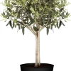 Mini Olivenbaum H 55 - 65 cm 15 cm Topf