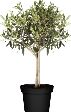 Mini Olivenbaum H 55 - 65 cm 15 cm Topf