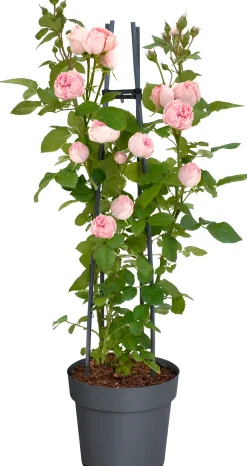 Muttertags-Rosen H 30 - 40 cm, 23 cm Topf