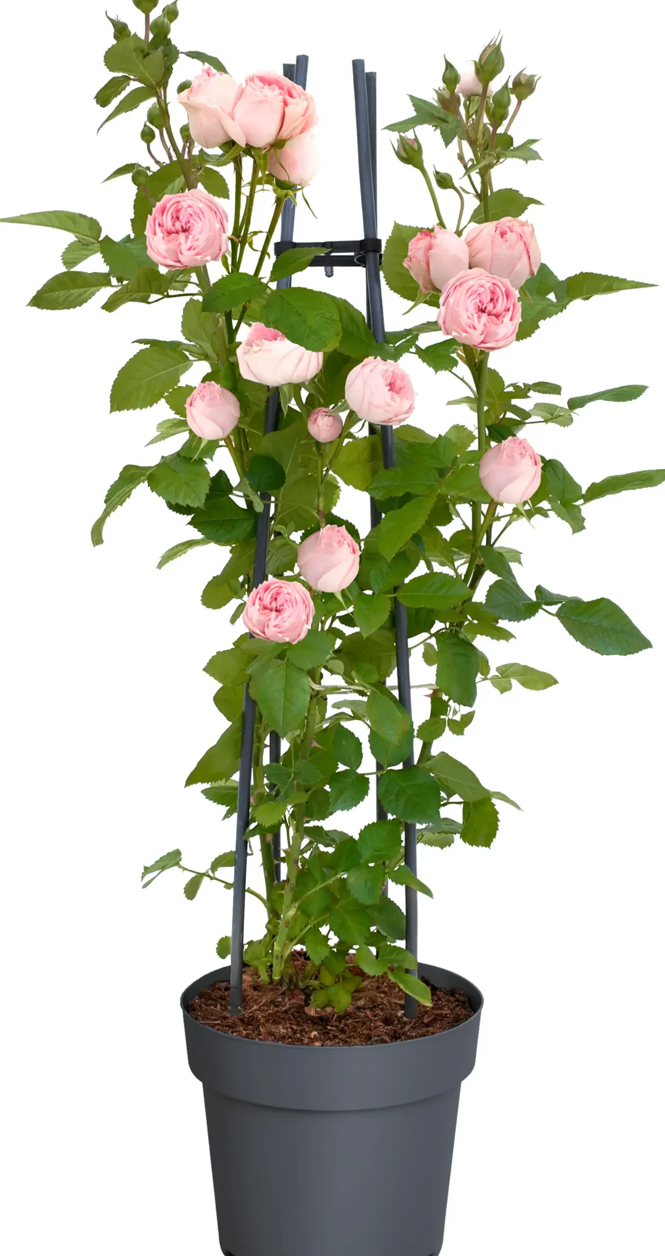 Muttertags-Rosen H 30 - 40 cm, 23 cm Topf