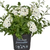 Nachtschatten Solanum jasminoides H ca 20 cm 12 cm Topf