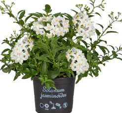 Nachtschatten Solanum jasminoides H ca 20 cm 12 cm Topf