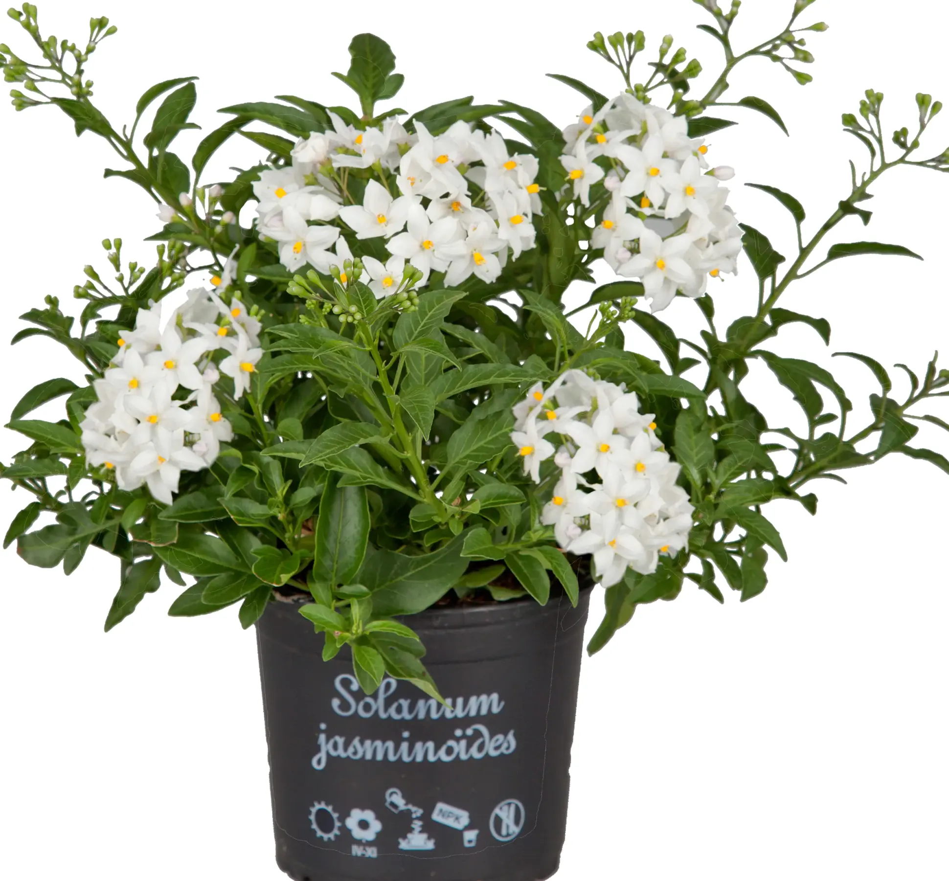 Nachtschatten Solanum jasminoides H ca 20 cm 12 cm Topf